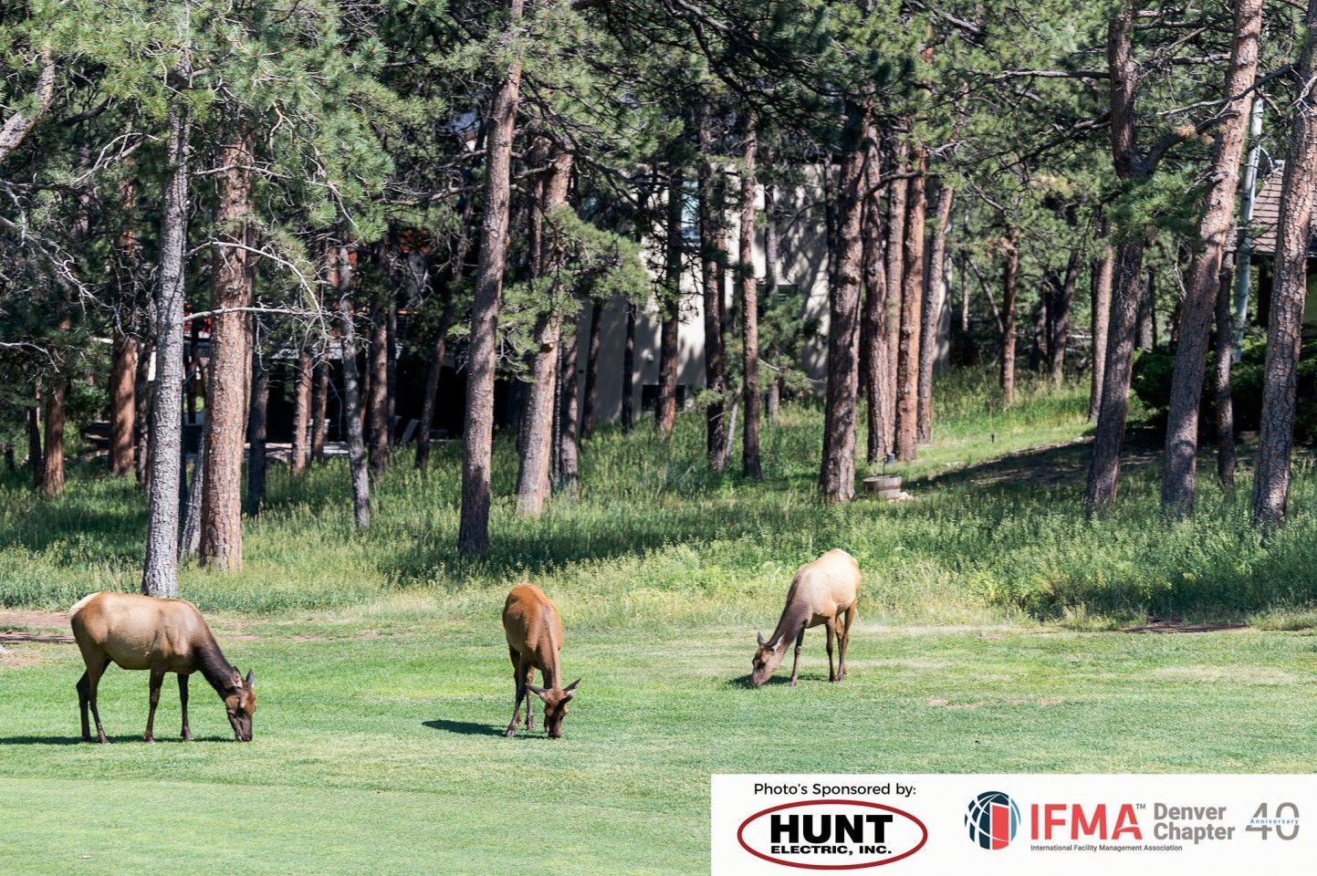 Three elk grazing on a green lawn near a forest of tall trees.