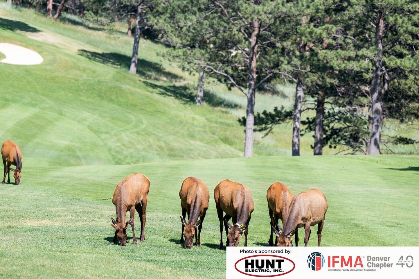 Elk herd grazing on a green golf course; trees in the background.