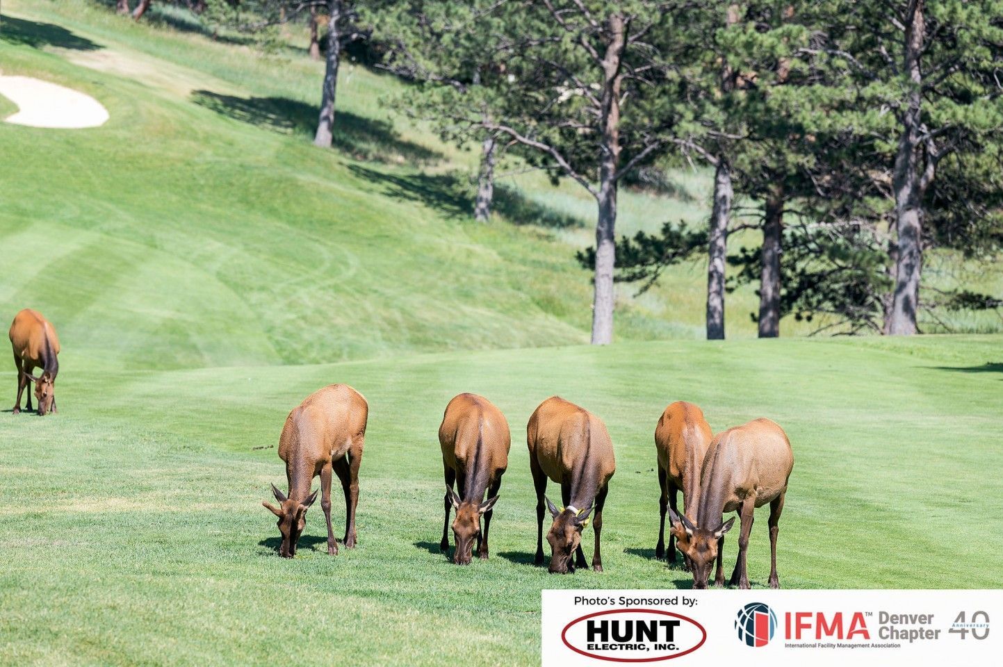 Elk grazing on a golf course. Green grass, trees, and a sand trap are in the background.