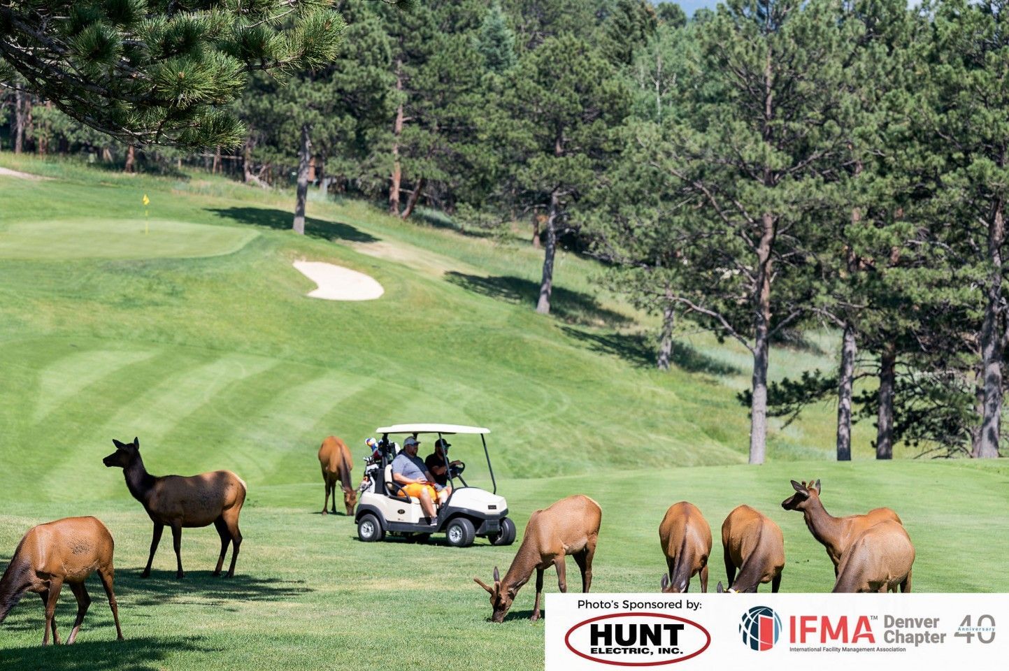 Golf cart on a green fairway, surrounded by elk, with trees in the background.