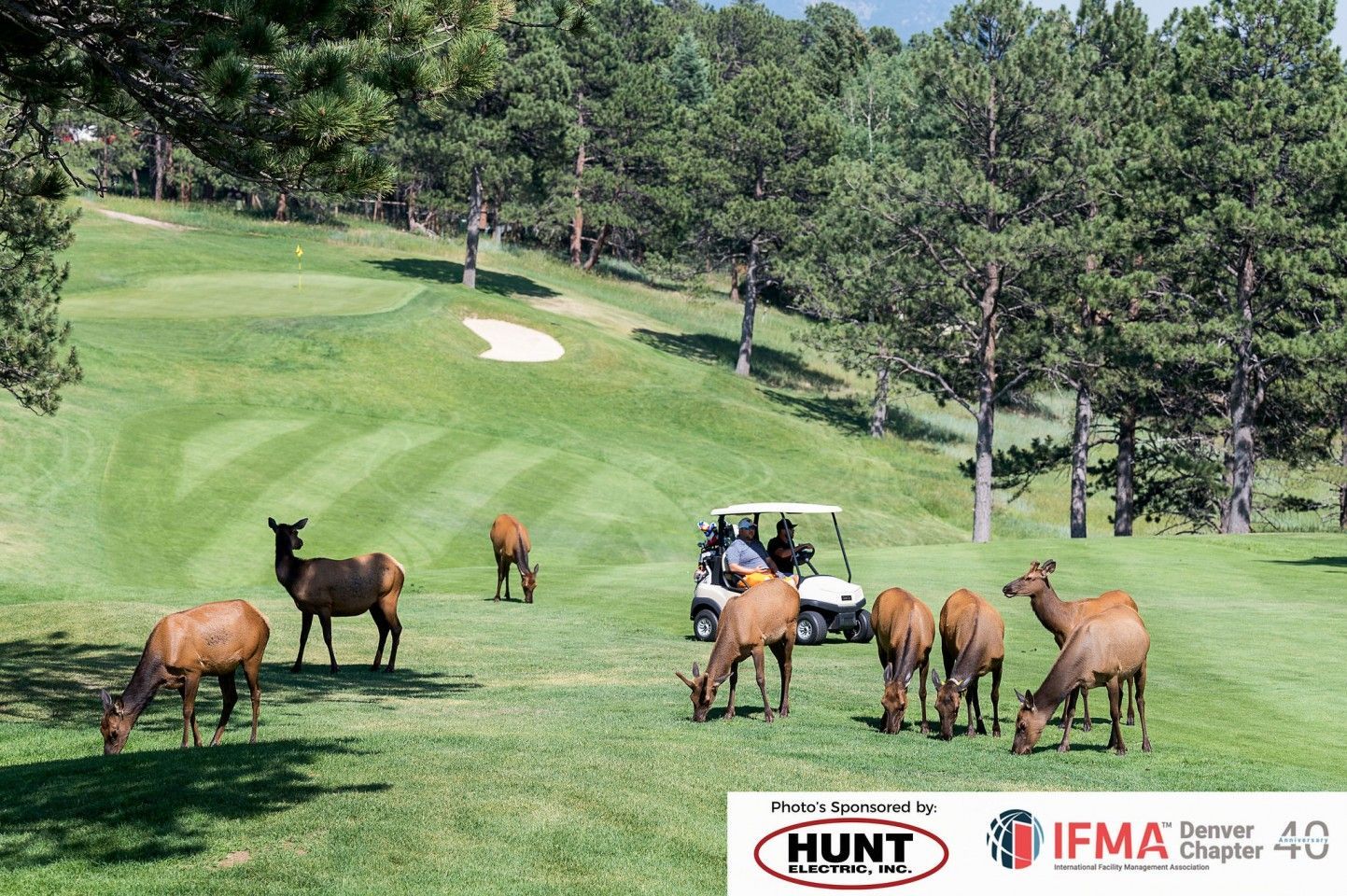 Elk grazing on a golf course as a golf cart drives past. Green grass and trees in the background.