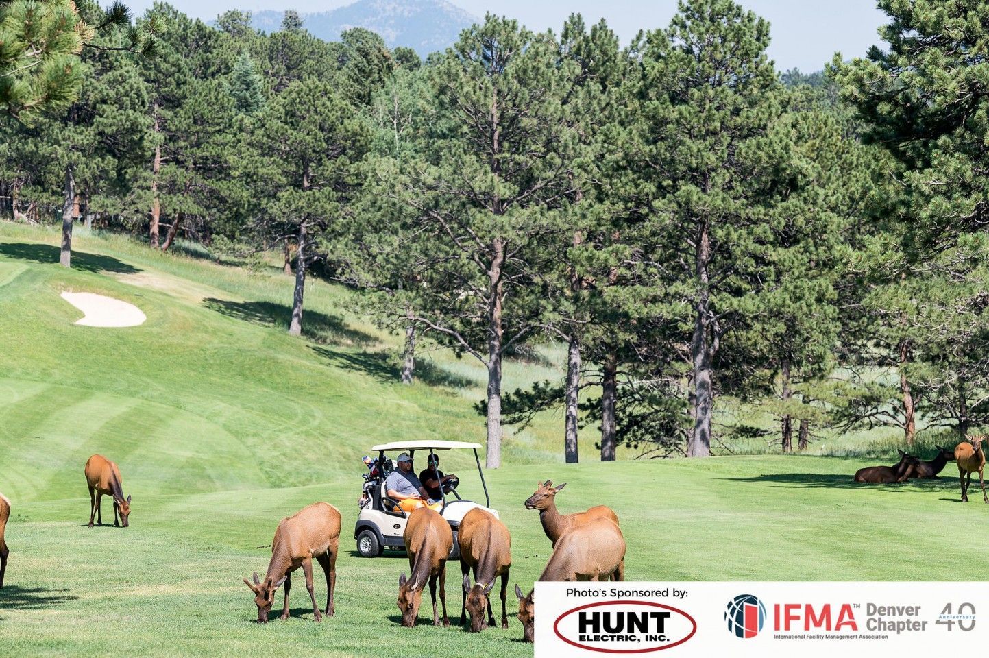 Elk graze on a golf course as a golf cart drives past. Mountains and trees in background.