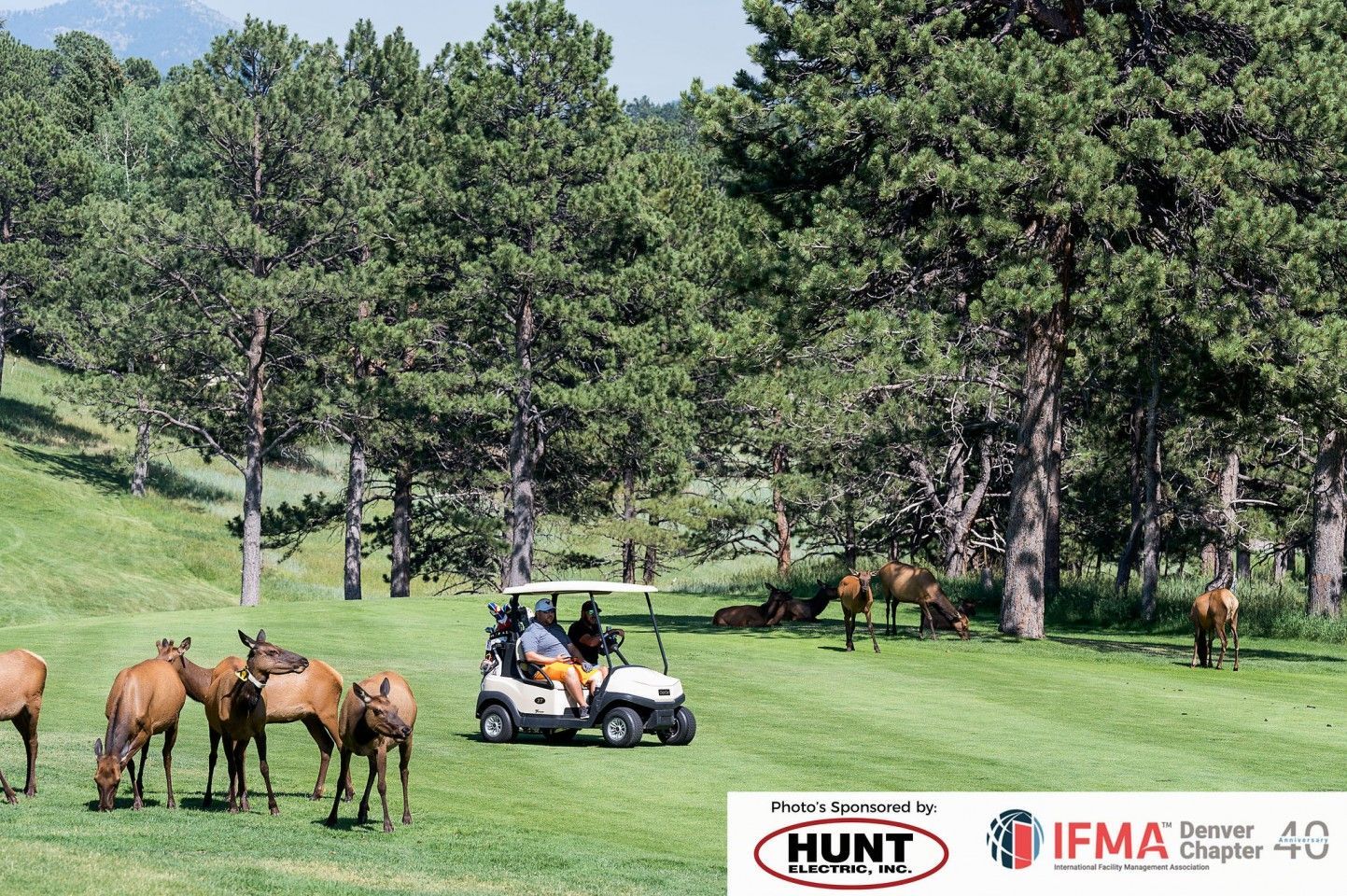 Golf cart on green golf course with elk grazing nearby. Trees in background, blue sky.