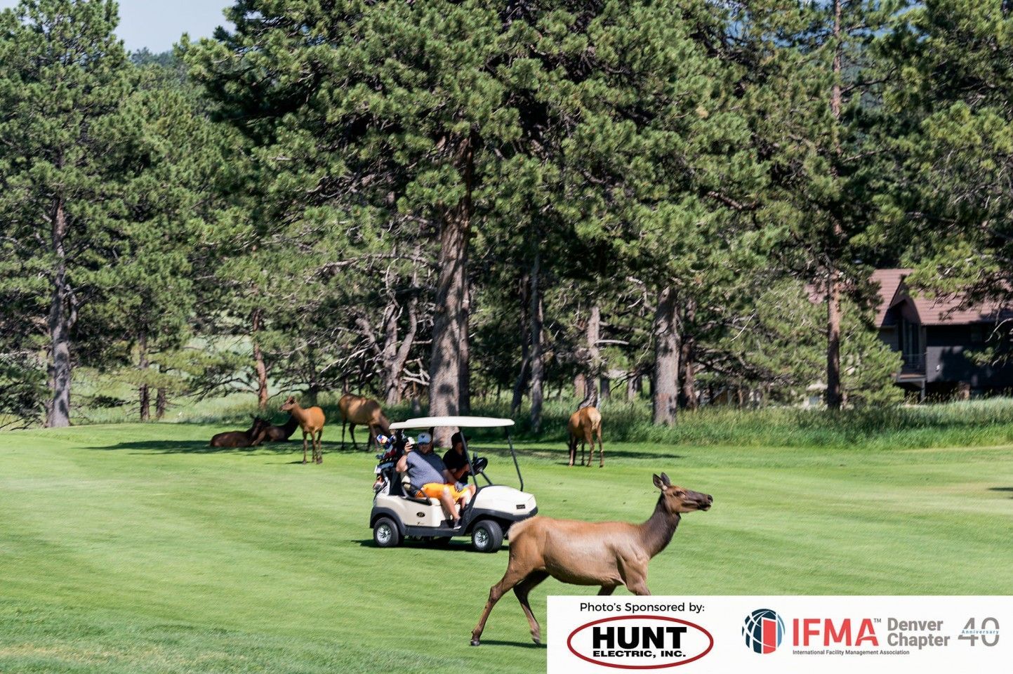 Golf cart on a grassy course with elk nearby. Trees and a building in the background.