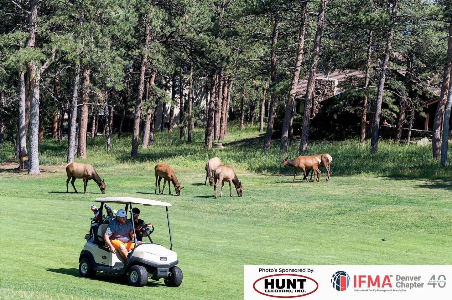 Golfers in a cart watch elk grazing on a green golf course near trees.