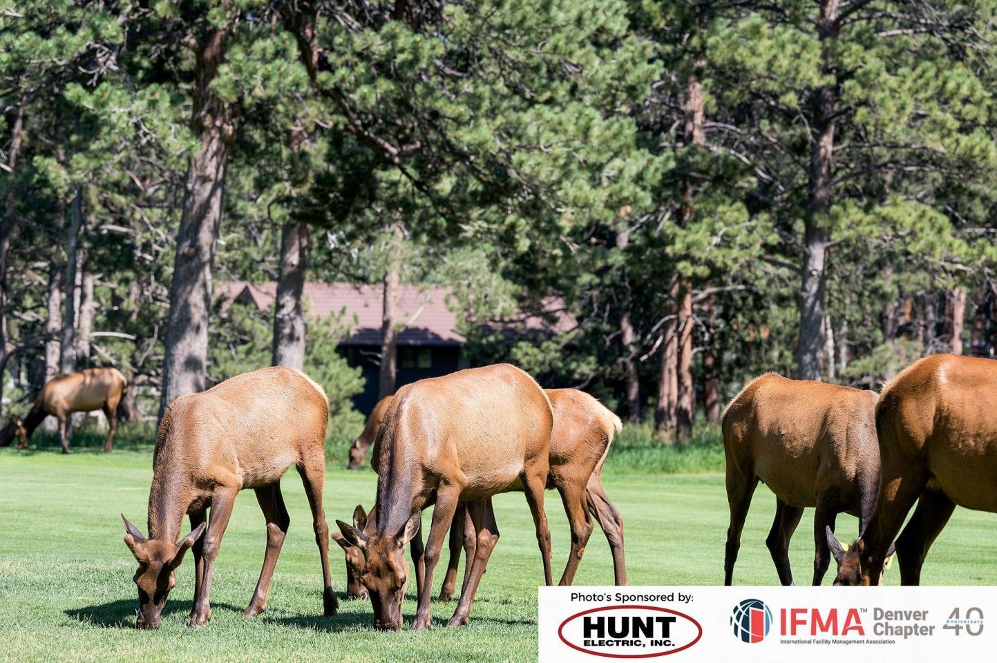 Elk grazing on a green lawn near trees. A building is visible in the background.