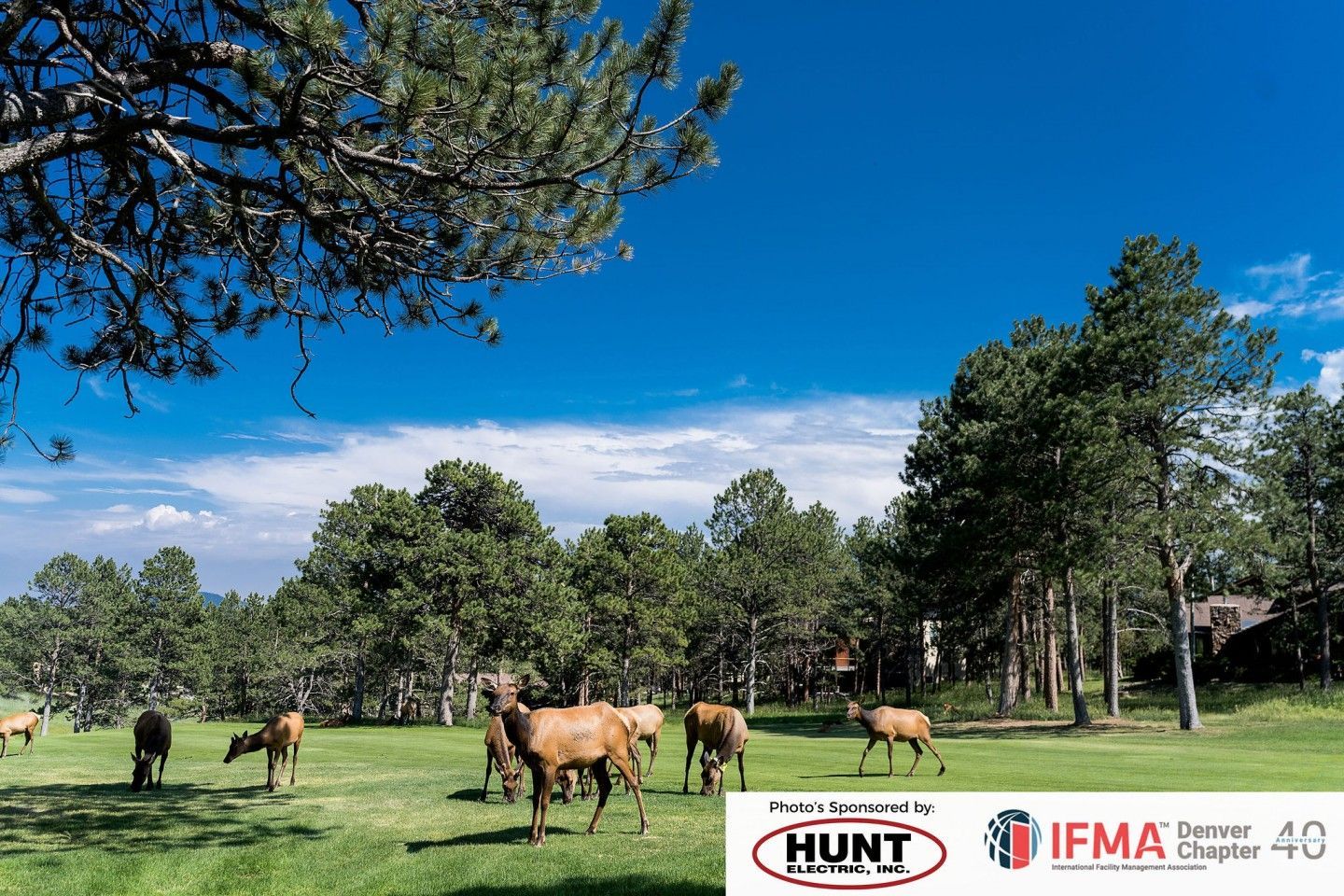 Elk grazing in a green meadow with trees under a blue sky.