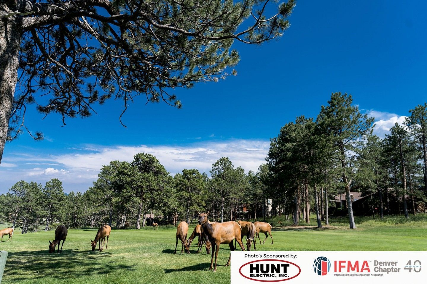 Elk graze in a green field under a blue sky, surrounded by trees.