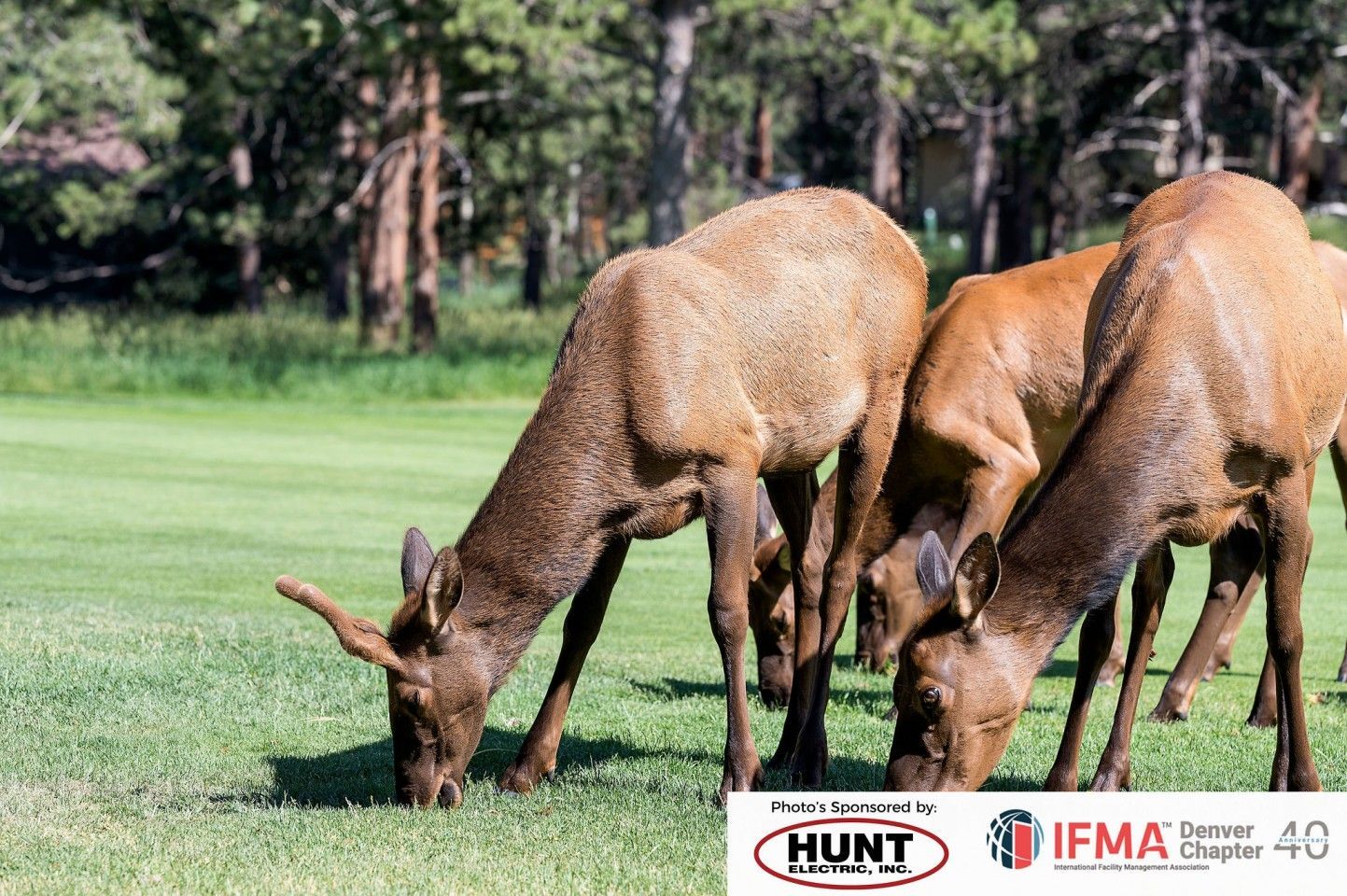 Three elk grazing on green grass in a grassy field, trees in the background.