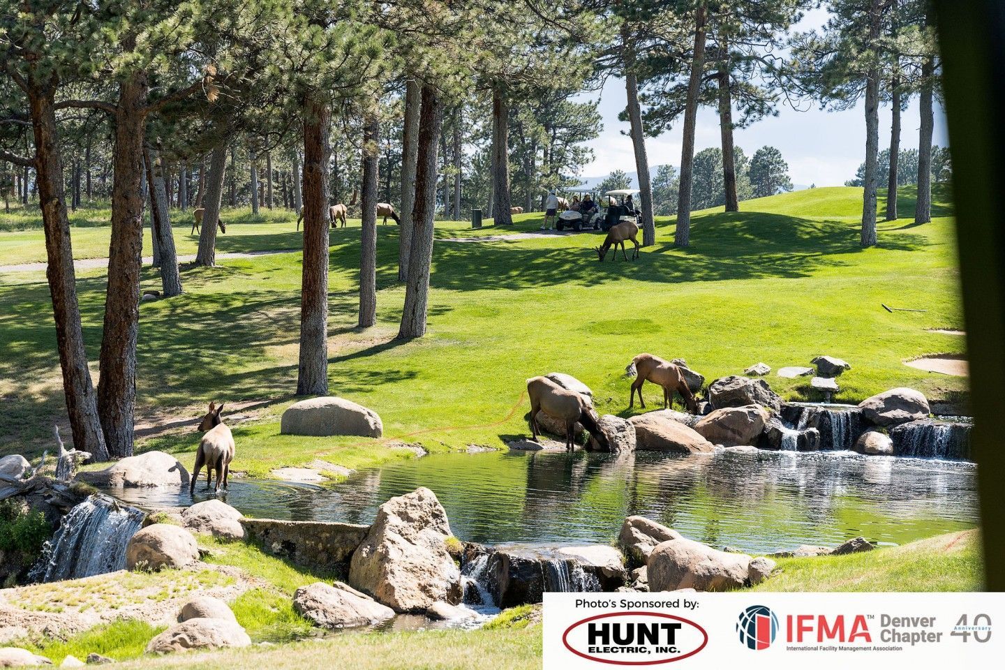 Elk graze near a small pond and waterfall in a green, wooded area.