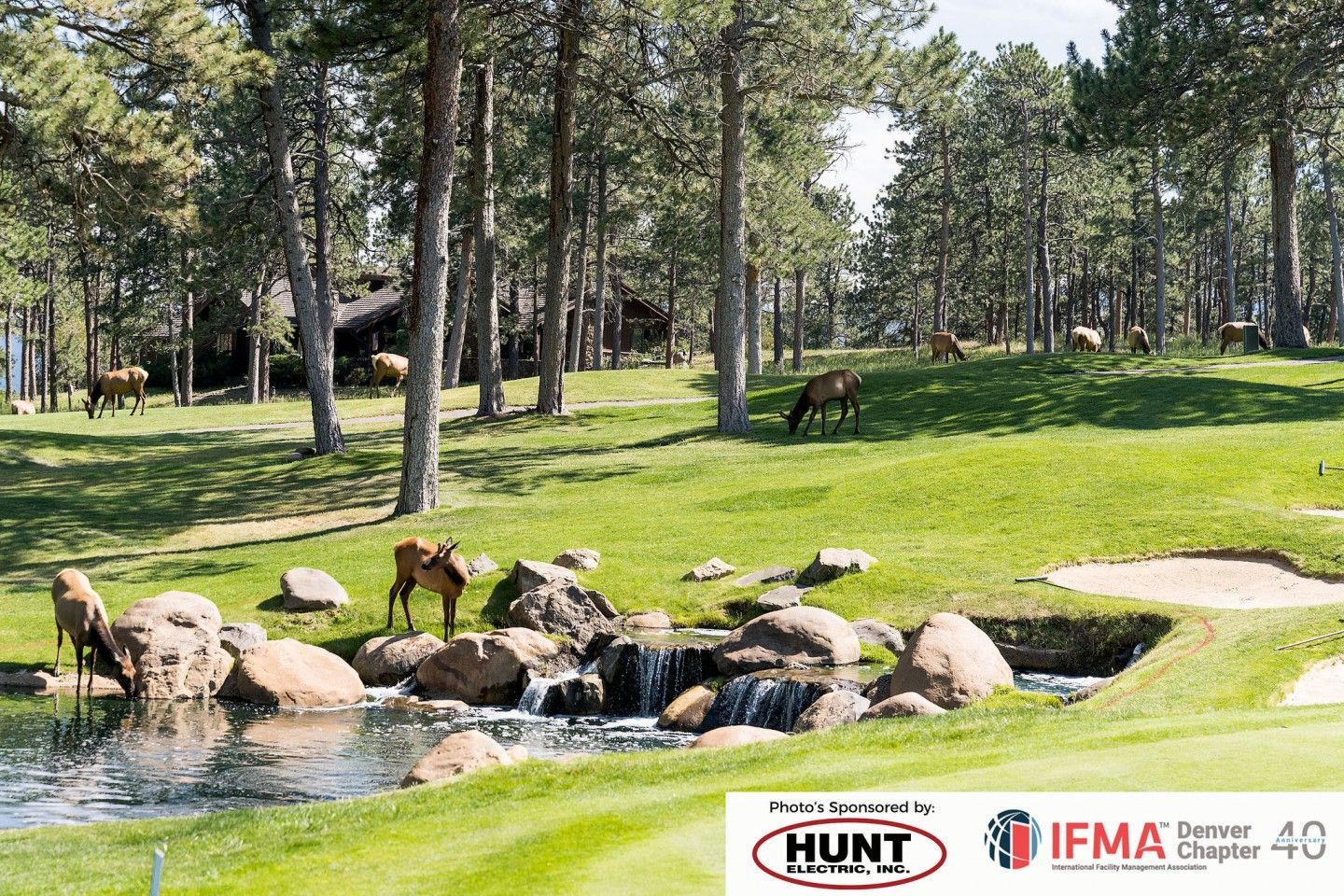 Elk grazing on a golf course with a small waterfall and pine trees in the background.