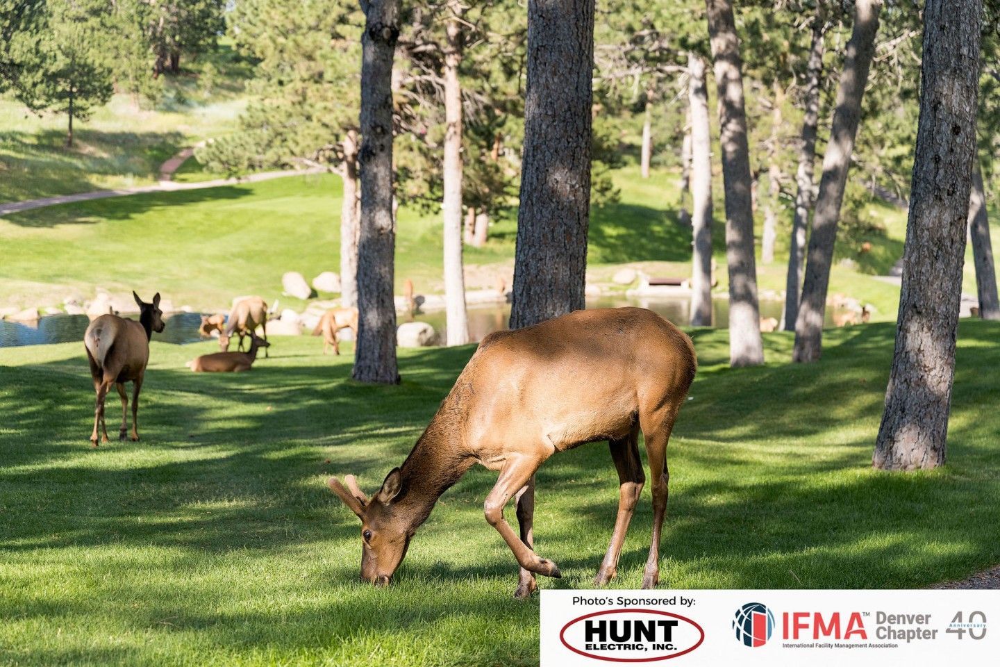Elk grazing on green grass near trees and water, with others in the background.