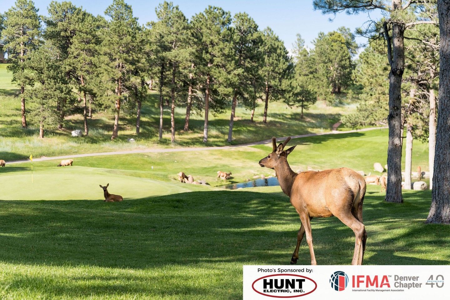 Elk grazing on a golf course. Green grass, pine trees, and other elk in the background. Sunny day.