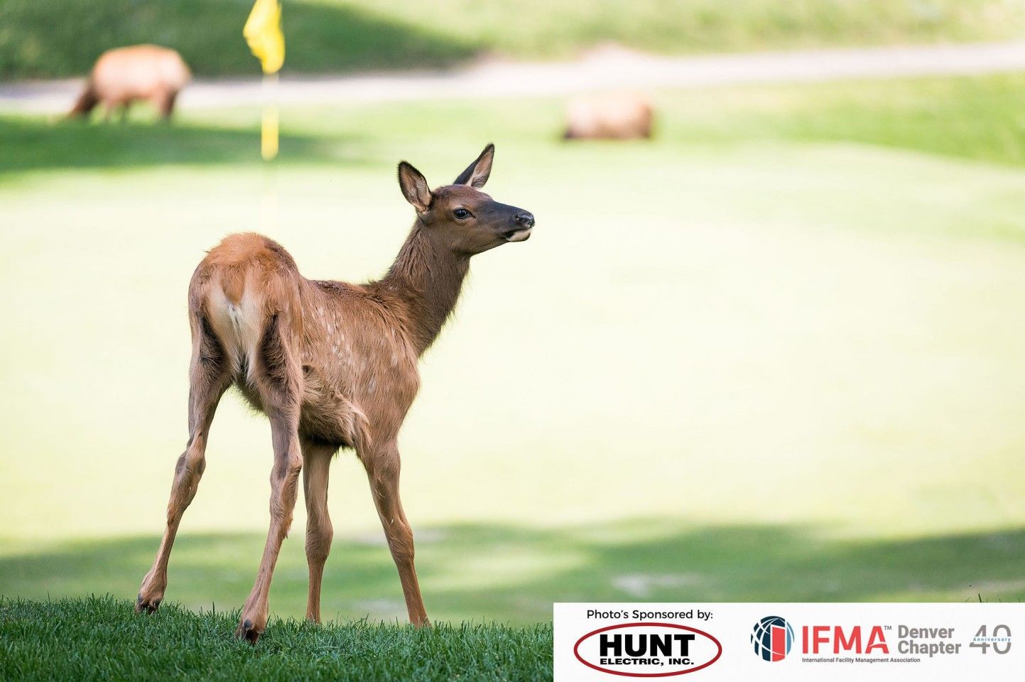 Young elk stands on a golf course, looking left. Two other elk graze in the background near a yellow flag.
