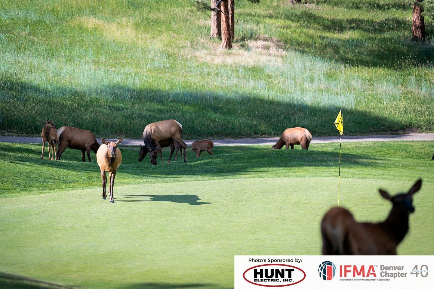 Elk graze on a golf course green. The herd includes adults and a calf, with a yellow flag in the background.
