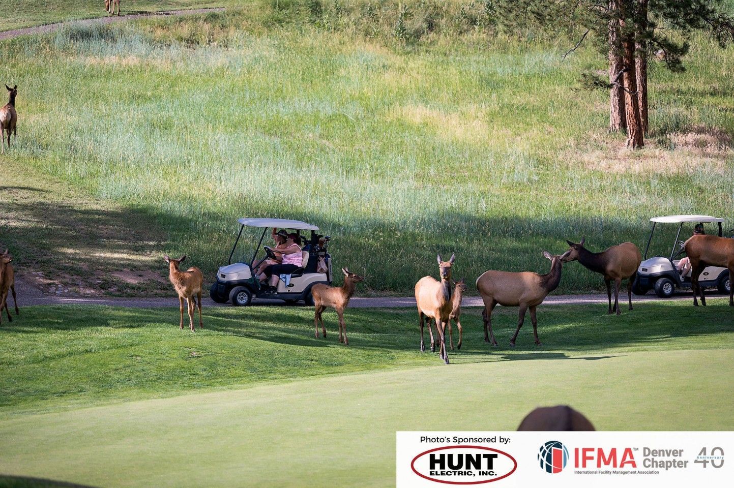 Elk herd on golf course with two golf carts. Green grass, trees, and sunny day.