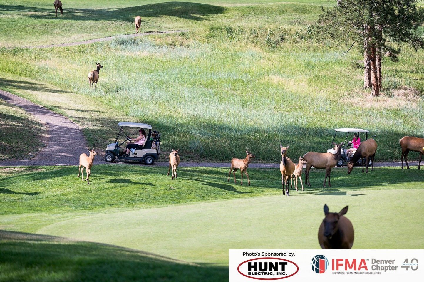 Elk herd on a golf course, near golf carts with people. Green grass, sunny day.