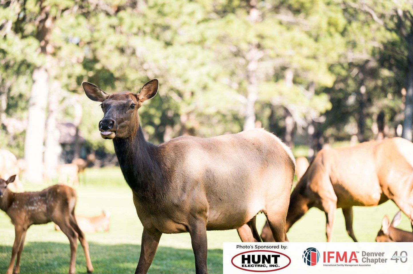 Elk herd grazing in a grassy field; several adults and one calf are visible.