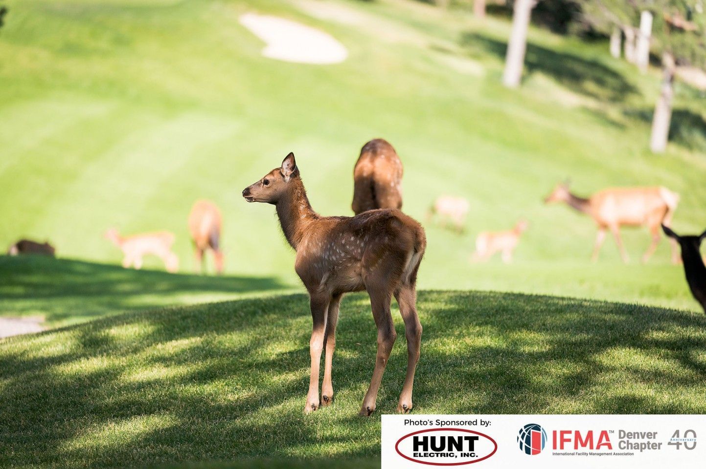 Deer stand on a grassy golf course, some grazing, others in the background.