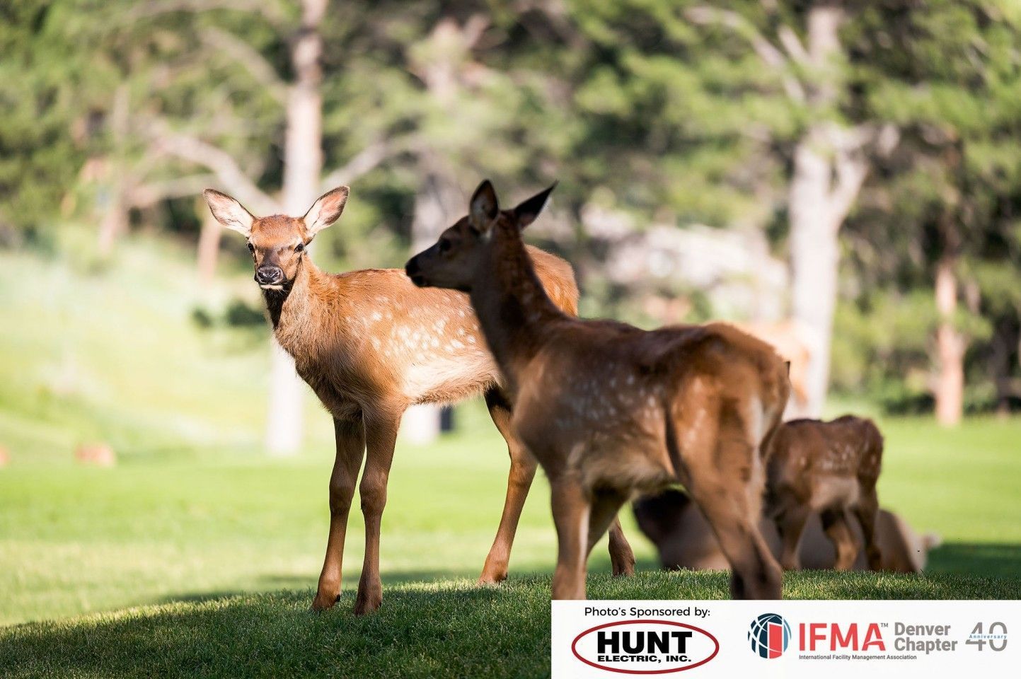 Two elk calves stand on green grass with a blurred backdrop of trees.