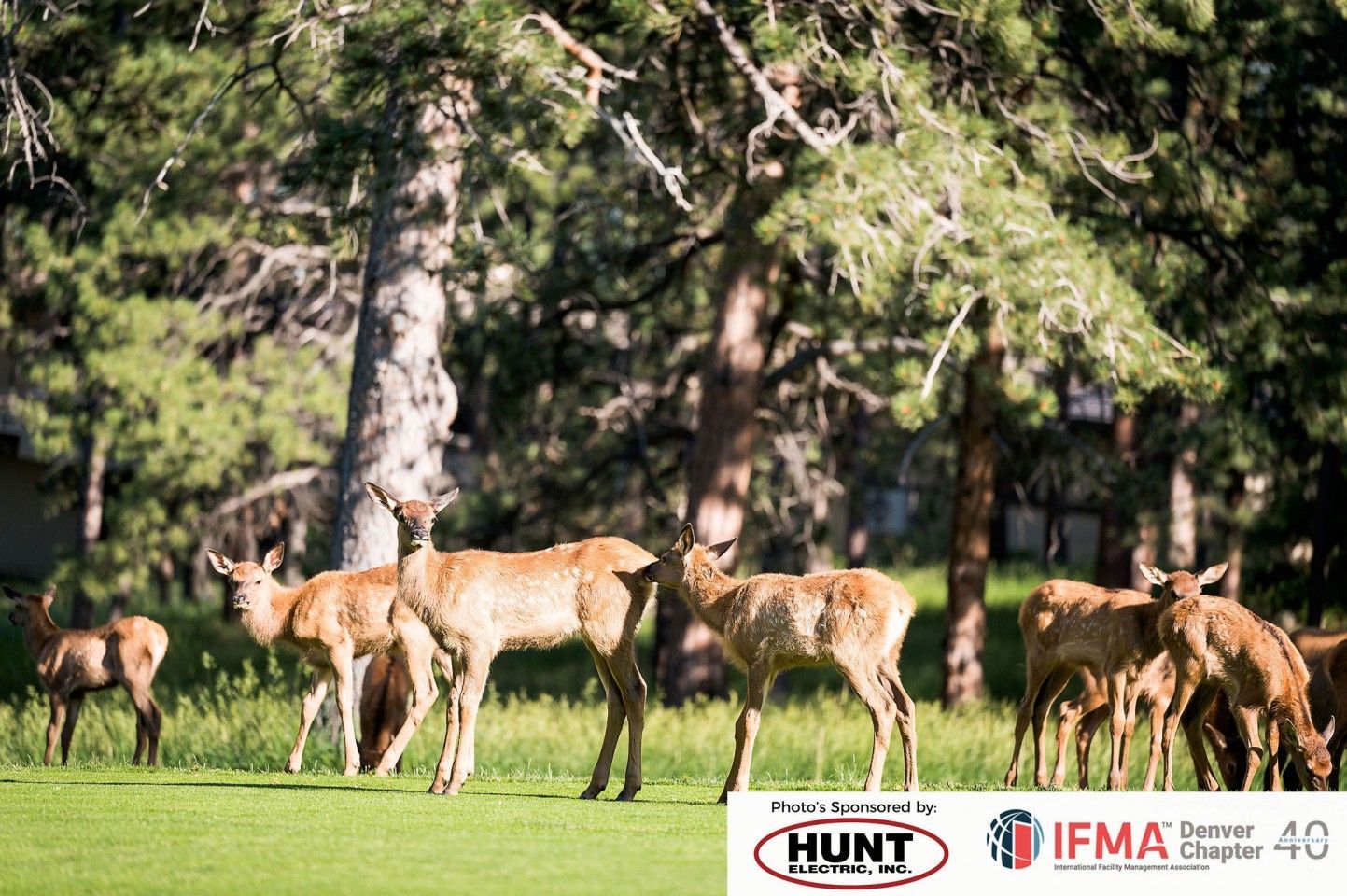 Herd of elk grazing in a grassy area near trees.