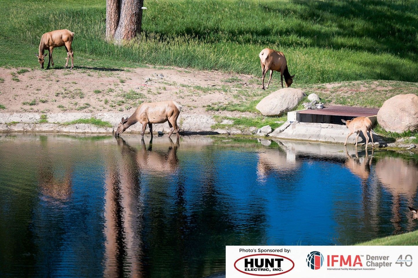 Elk drinking from a pond, with reflections in the water. Green grass surrounds the pond.