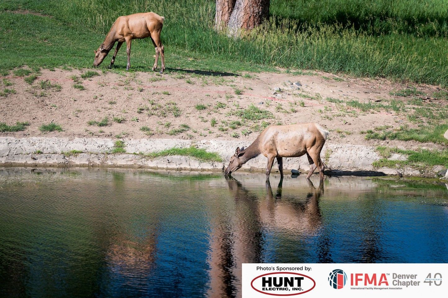 Two elk graze: one drinking water, the other on a grassy hillside.