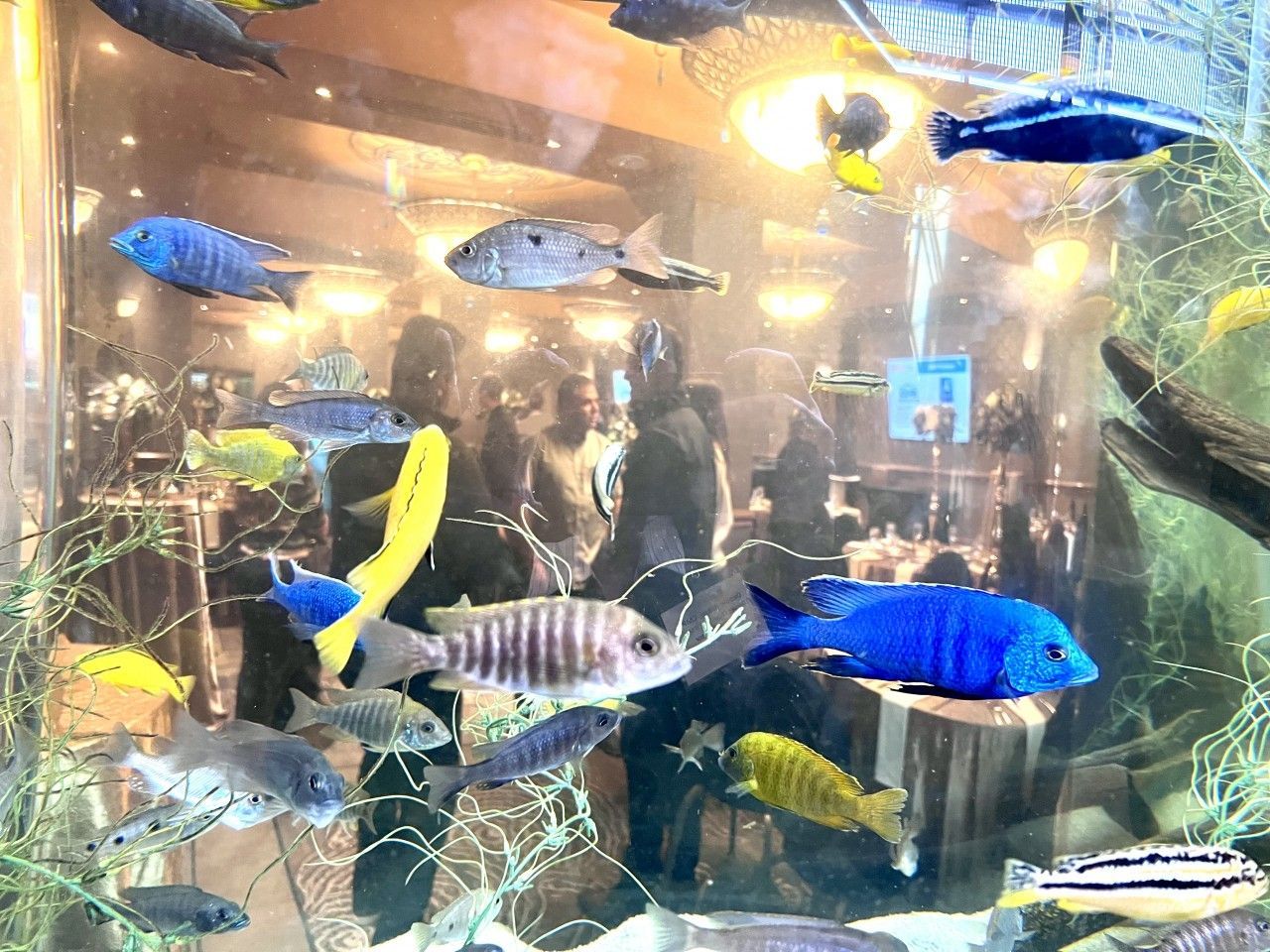 Colorful fish swimming in a large aquarium, inside a restaurant.