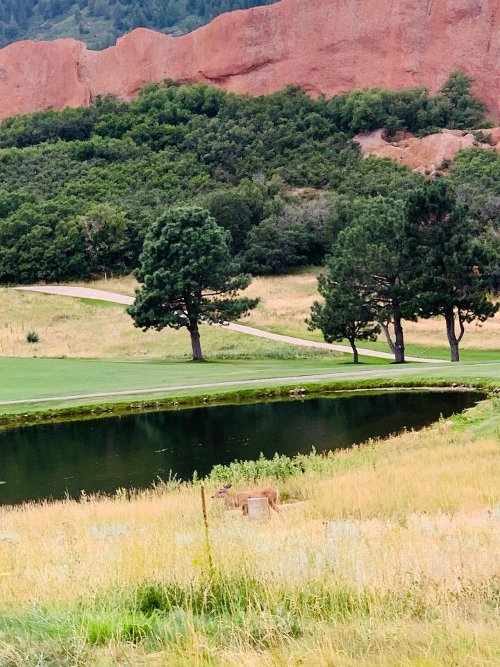 Lush green golf course with pond, trees, and reddish rock formations in the background. A deer stands in tall grass.
