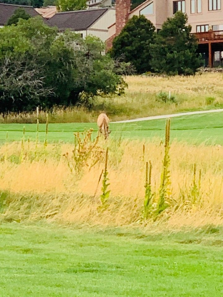 Deer grazing on a grassy golf course, with trees and houses in the background.