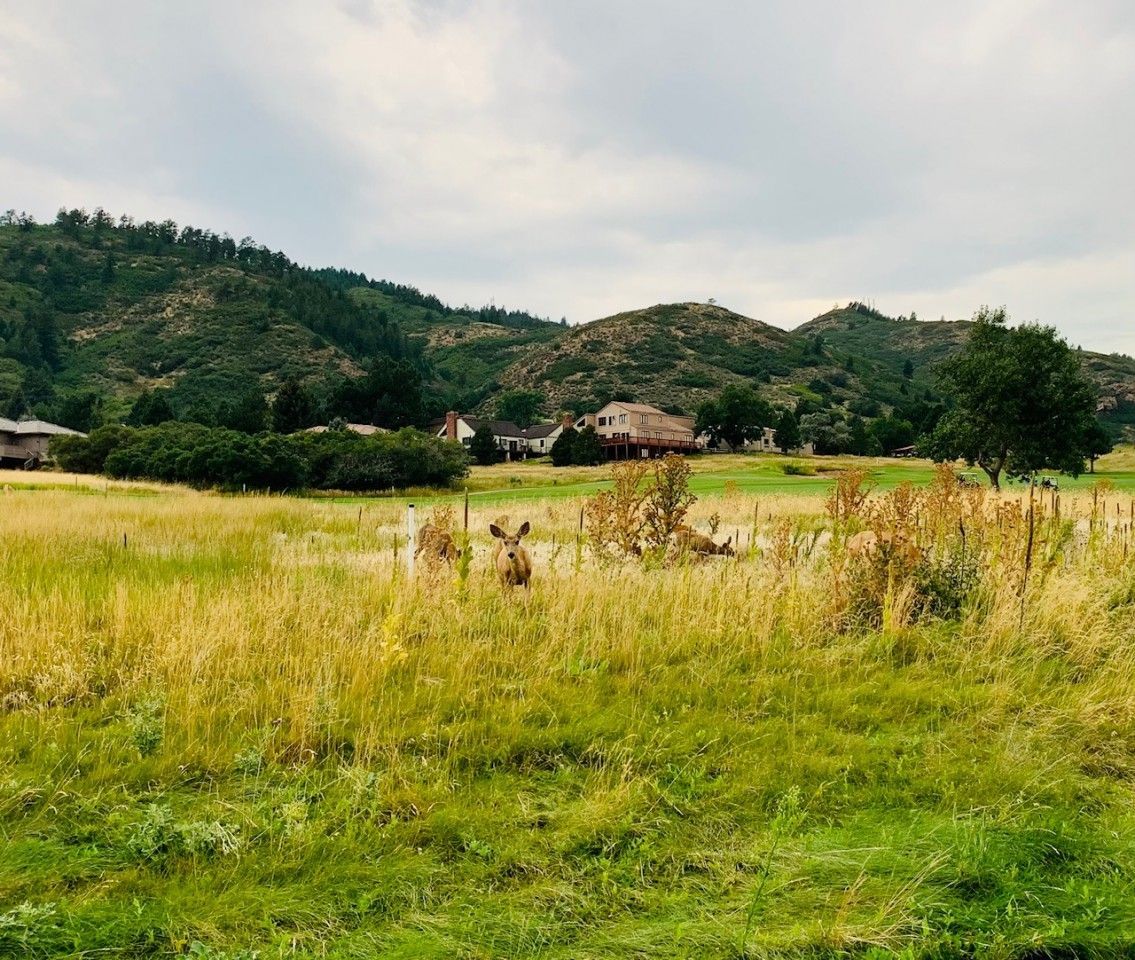 Deer grazing in a grassy field with trees and houses in the background on a cloudy day.