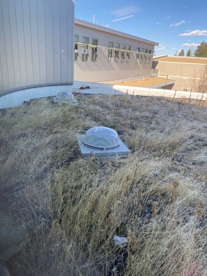 Overgrown rooftop with a skylight, next to a building with windows under a blue sky.