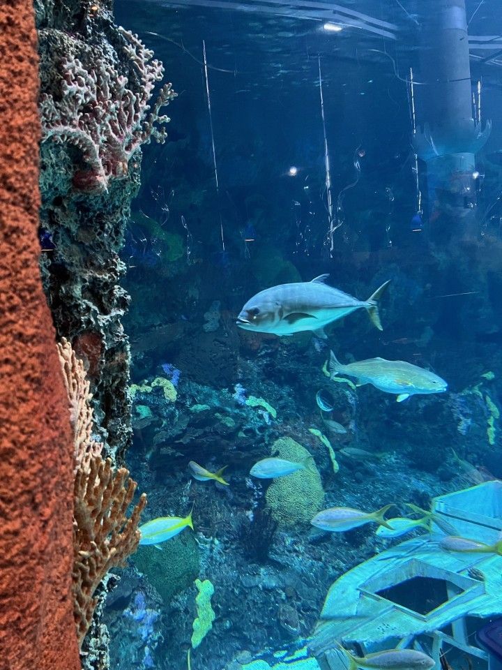 Large aquarium with various fish swimming among coral and structures.