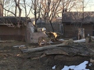 Cheetah in enclosure with logs and structures, possibly a zoo.