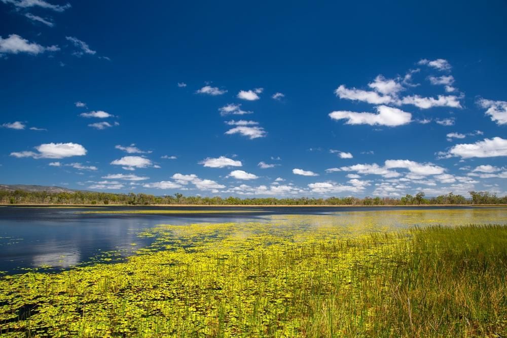 A Large Body of Water Surrounded by Tall Grass and A Blue Sky with Clouds — David Simpson Pty Ltd in Mareeba, QLD