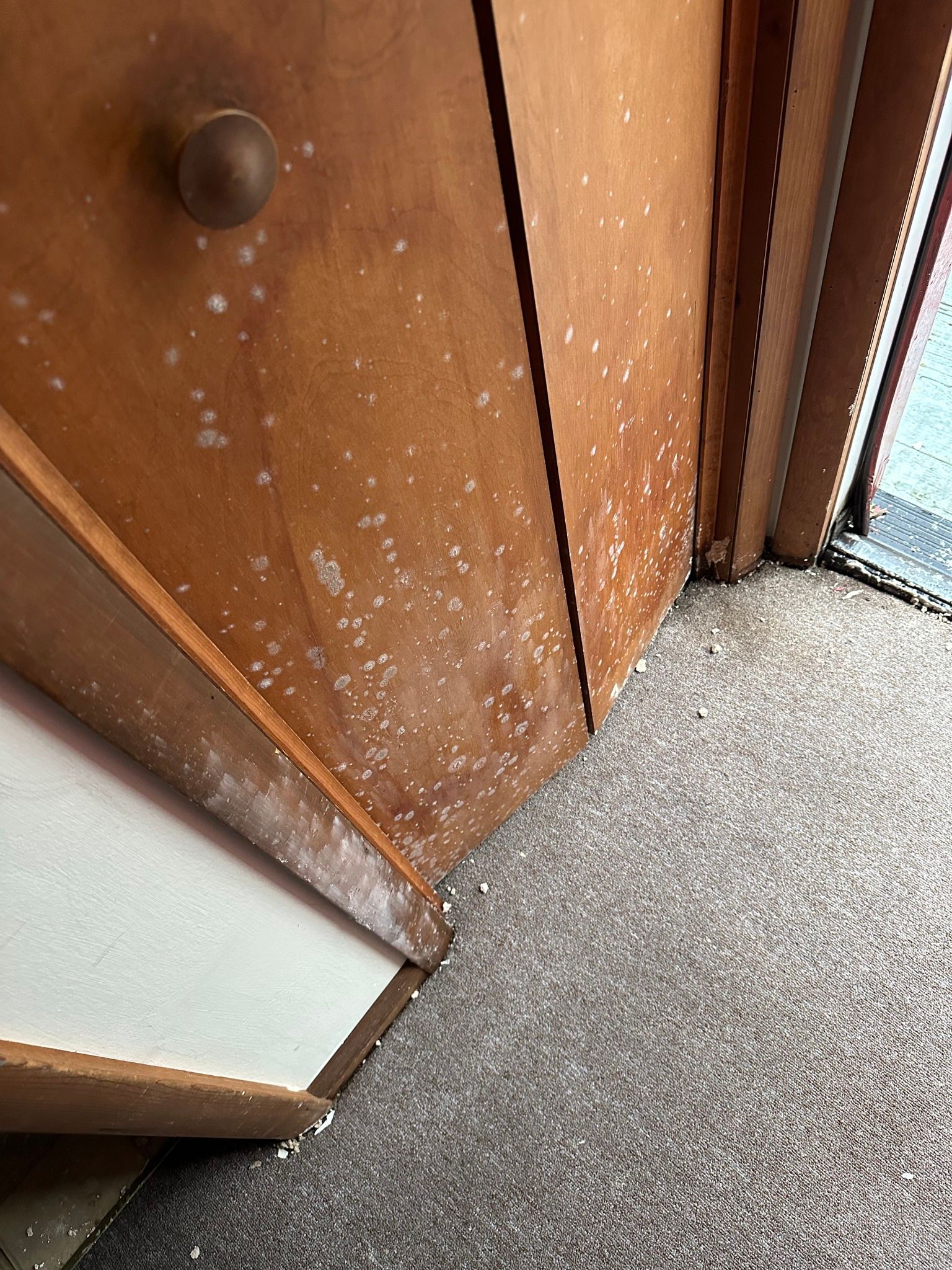 White mold spots covering a wooden door and floor trim, with gray carpet visible in the foreground.