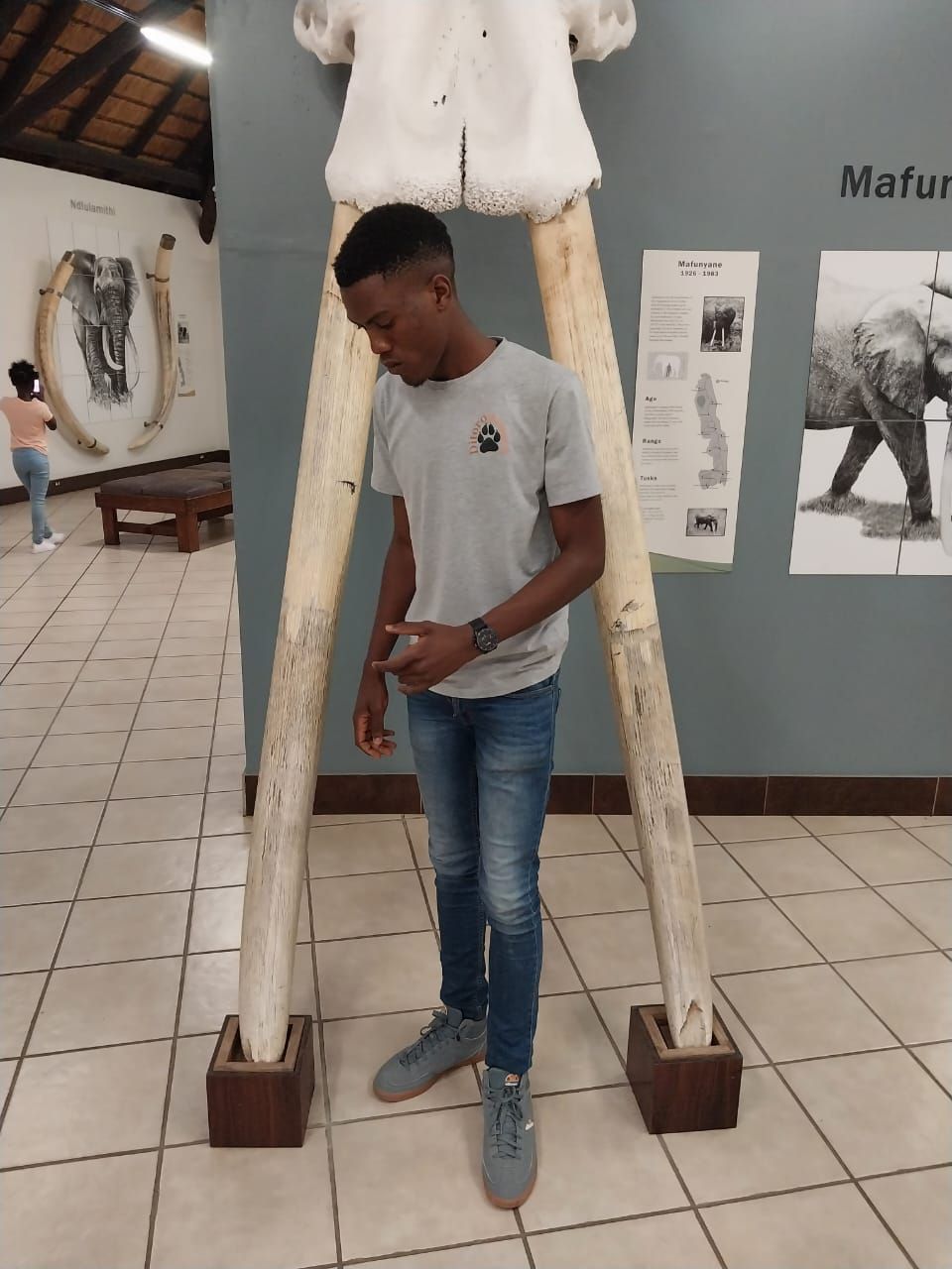 A man is standing in front of a large elephant skull