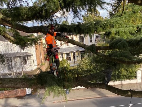 Tree surgeons