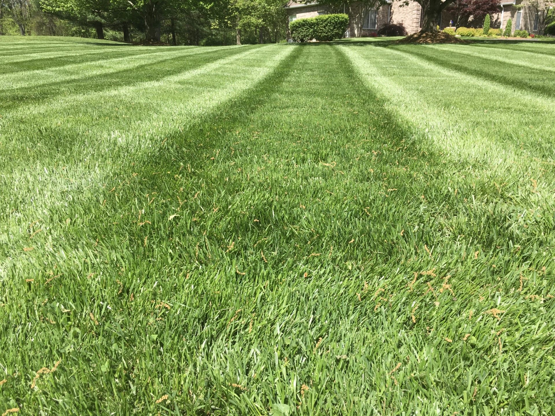 a lush green lawn with a tree in the background and a house in the background .