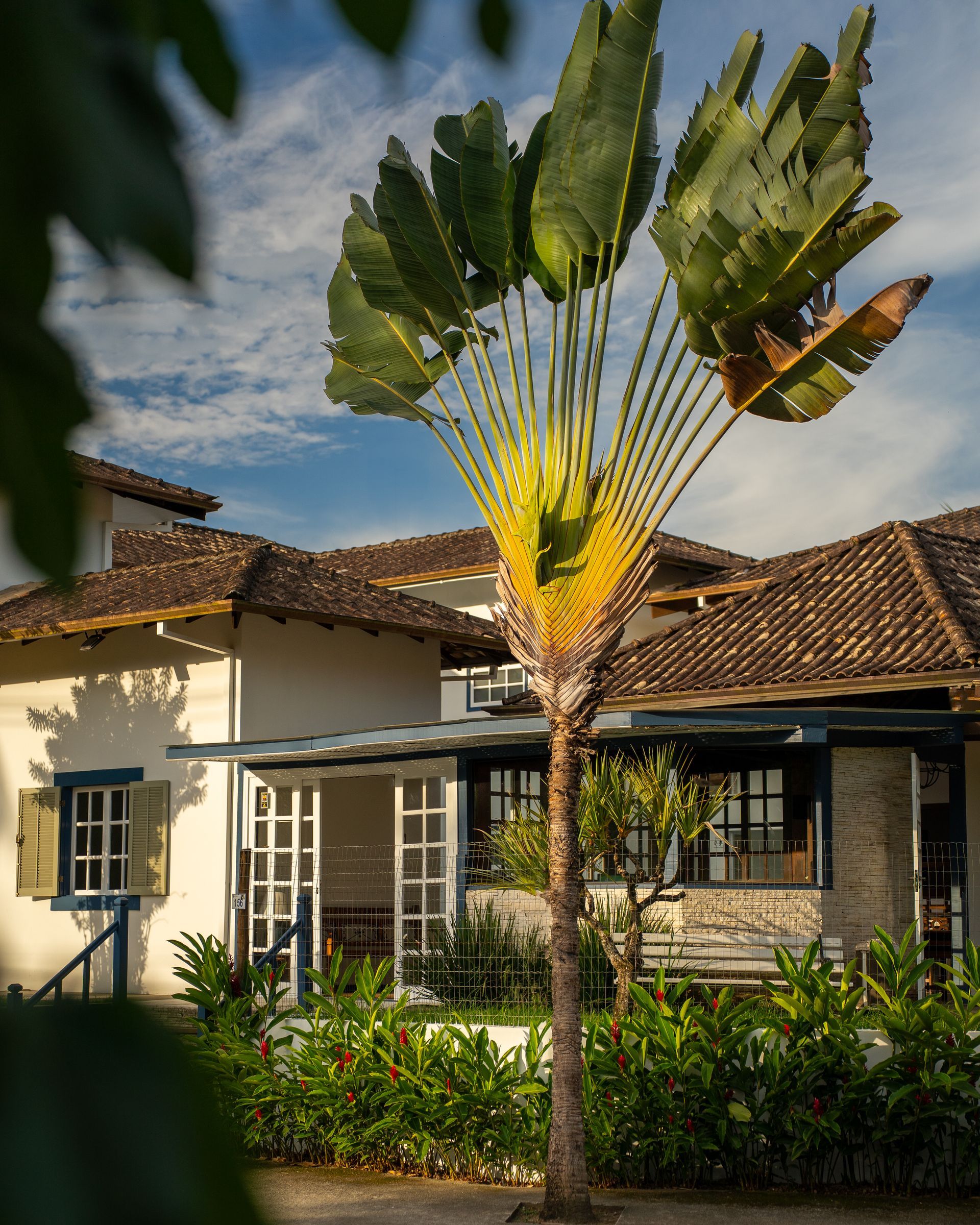 Uma casa com uma palmeira na frente