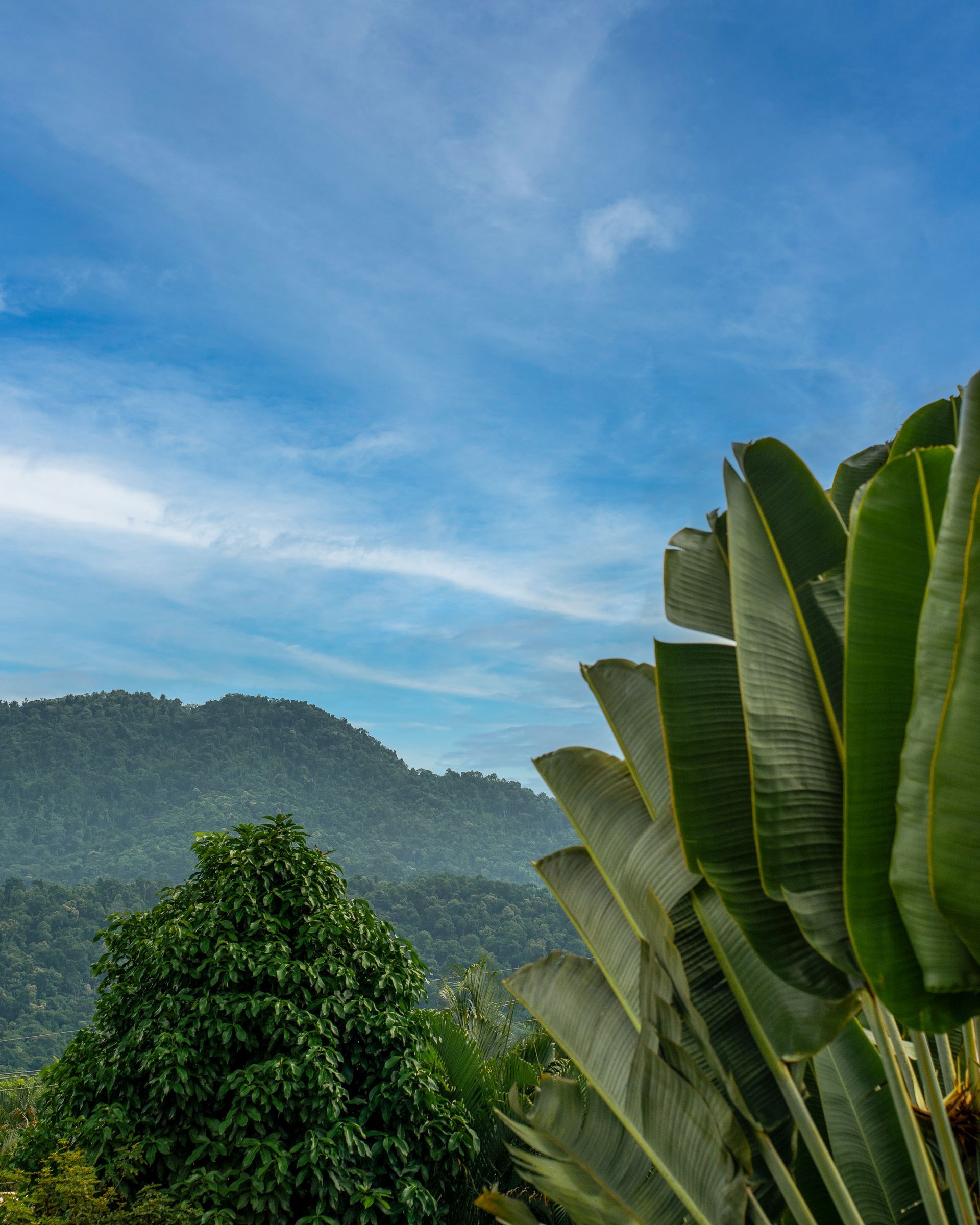 Uma árvore com um céu azul e montanhas ao fundo