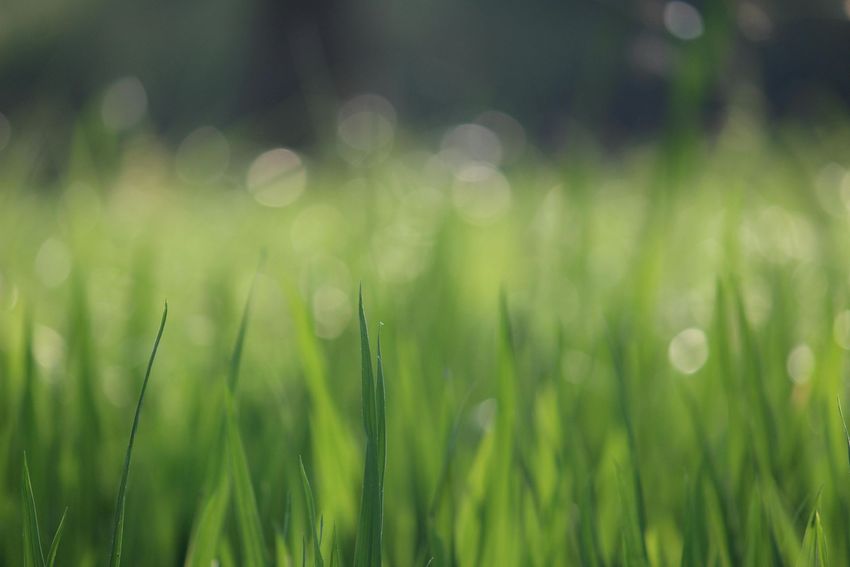 A close up of a field of green grass with a blurry background.