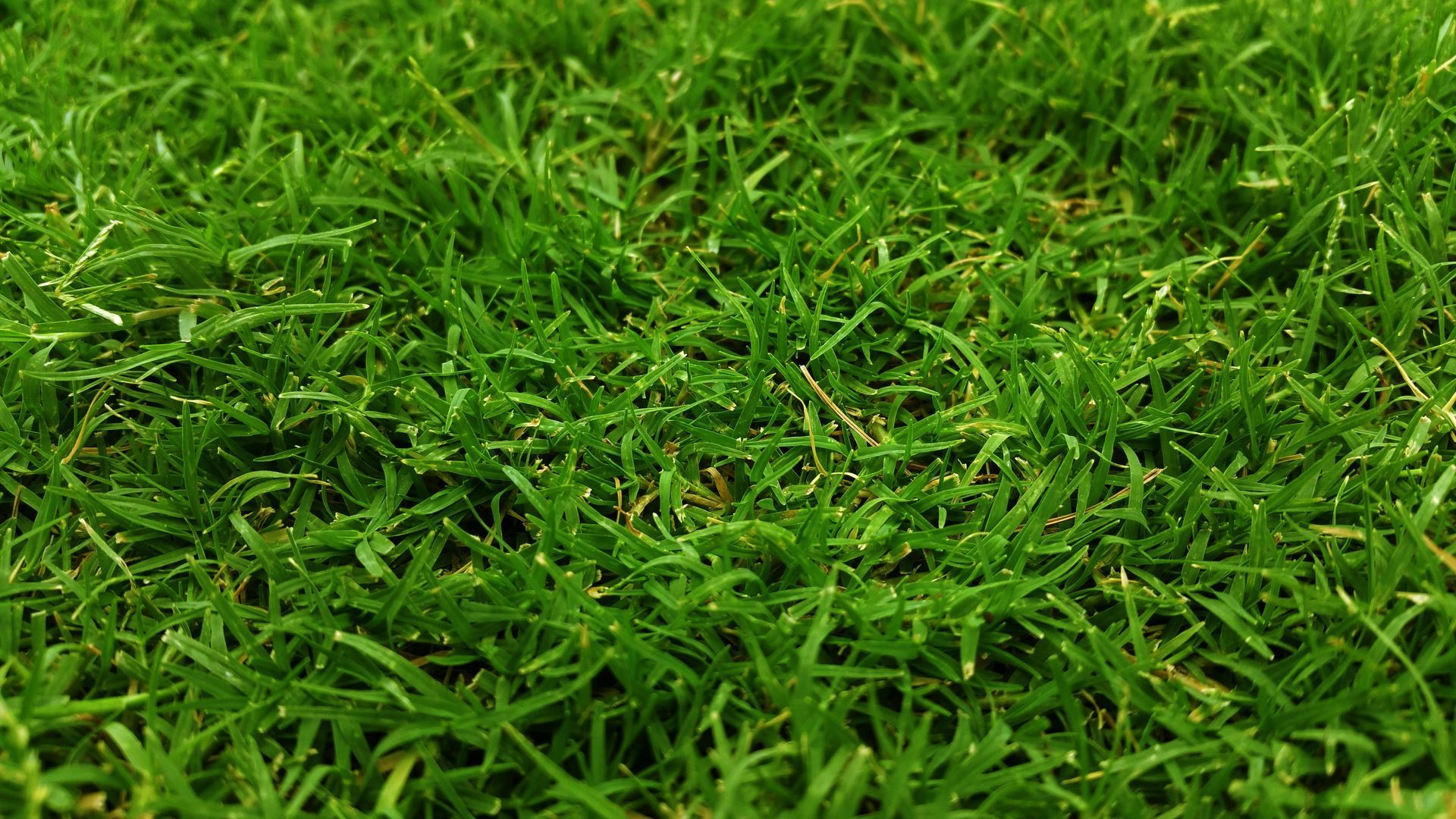 A close up of a patch of green grass.