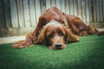 An irish setter dog is laying on its back on the grass.