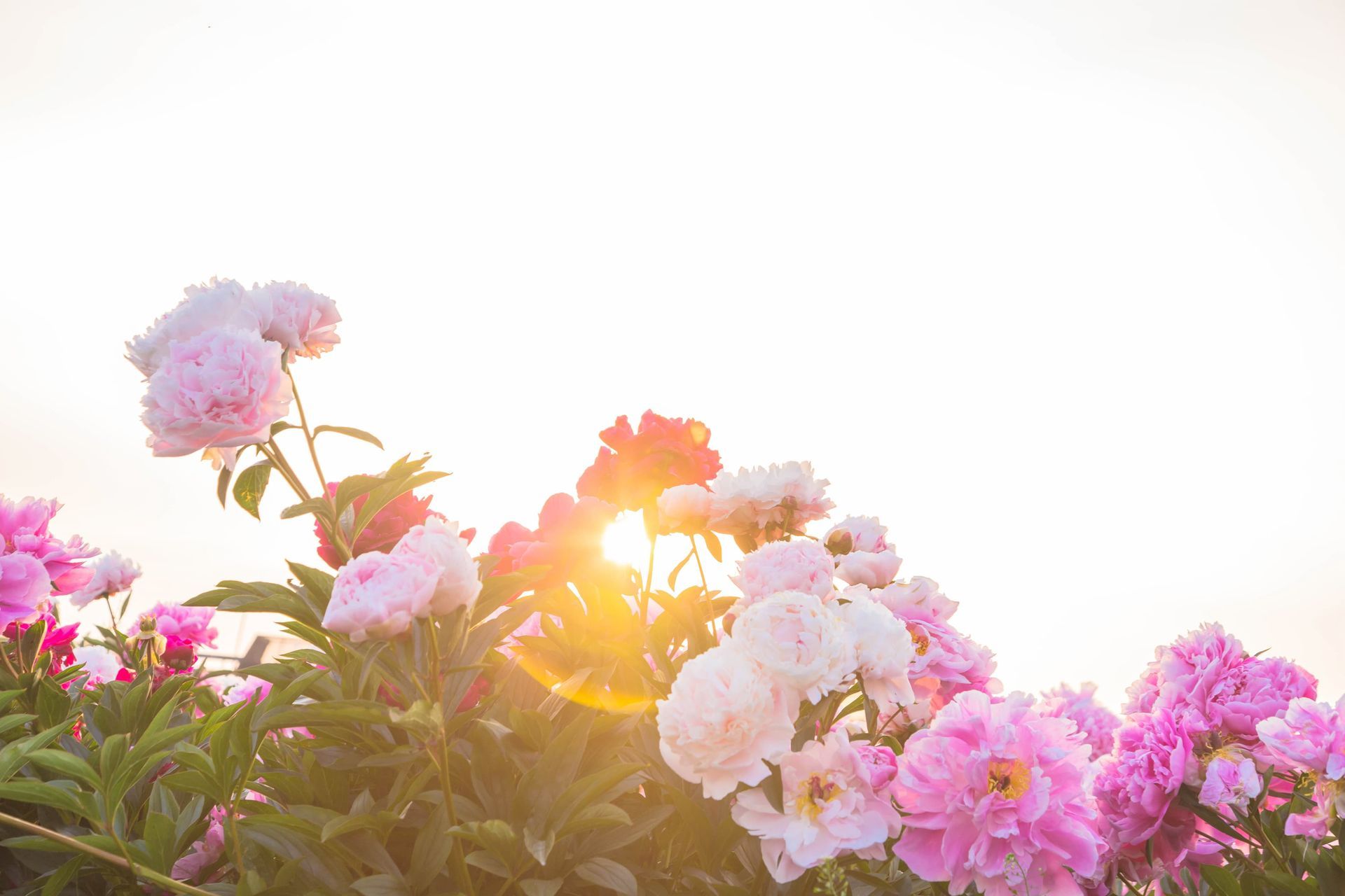 Pink and white peonies with golden sunlight, against a bright sky.