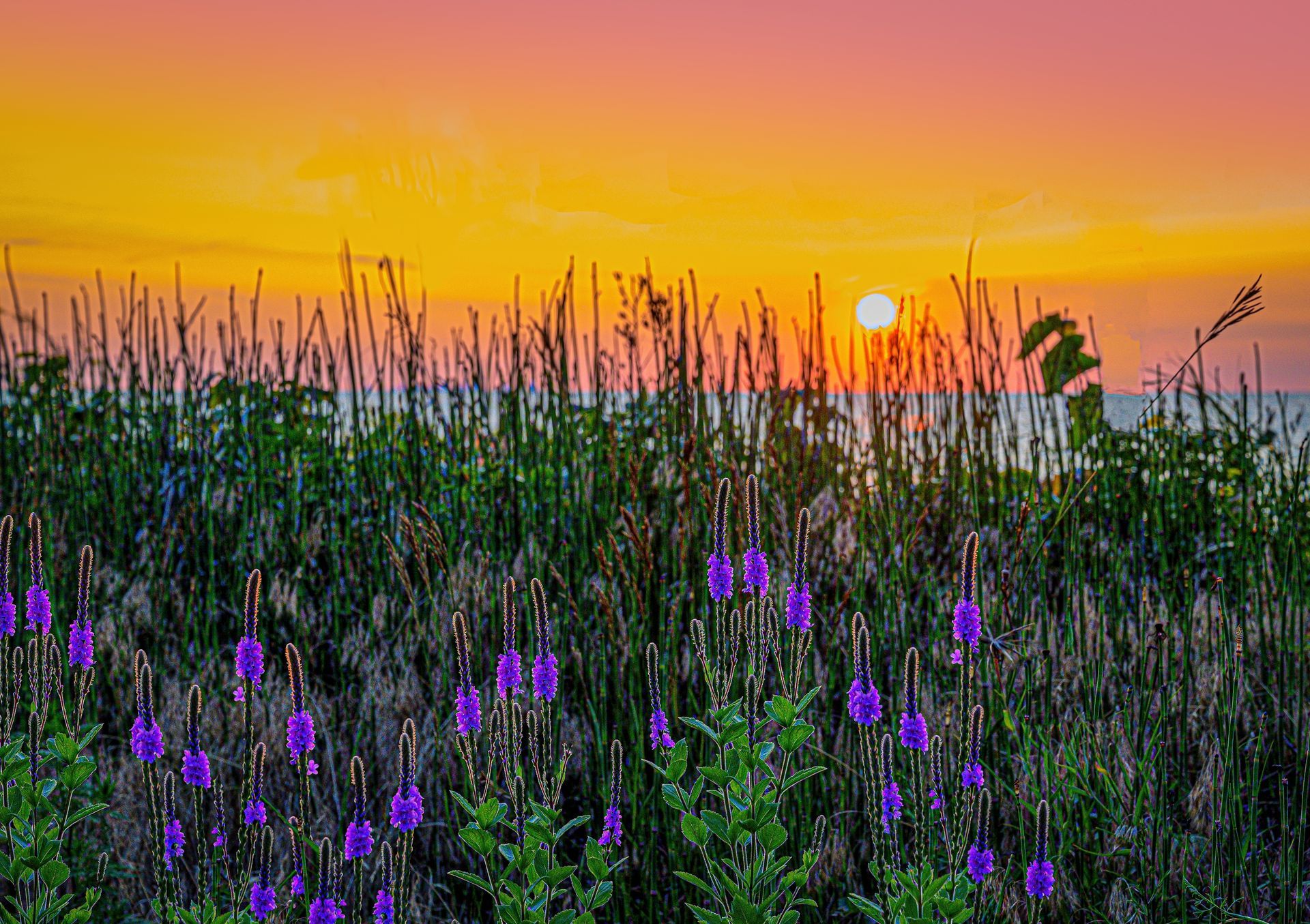 Purple wildflowers in tall grass silhouetted against a vibrant sunset over water.