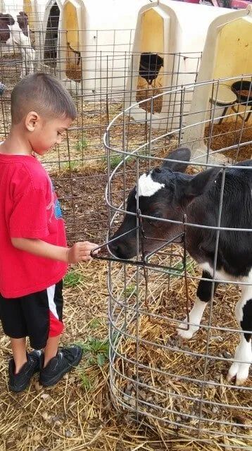 Boy With Goat — York, PA — Sunshine Christian Daycare / Learning Center