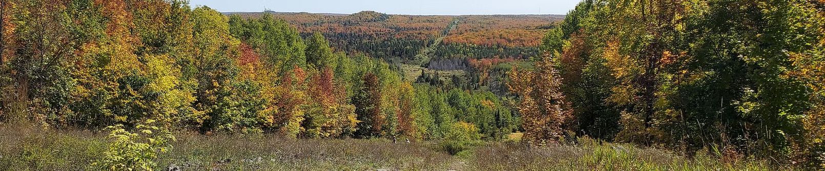 Autumn forest landscape with colorful trees and a distant clearing under a bright sky