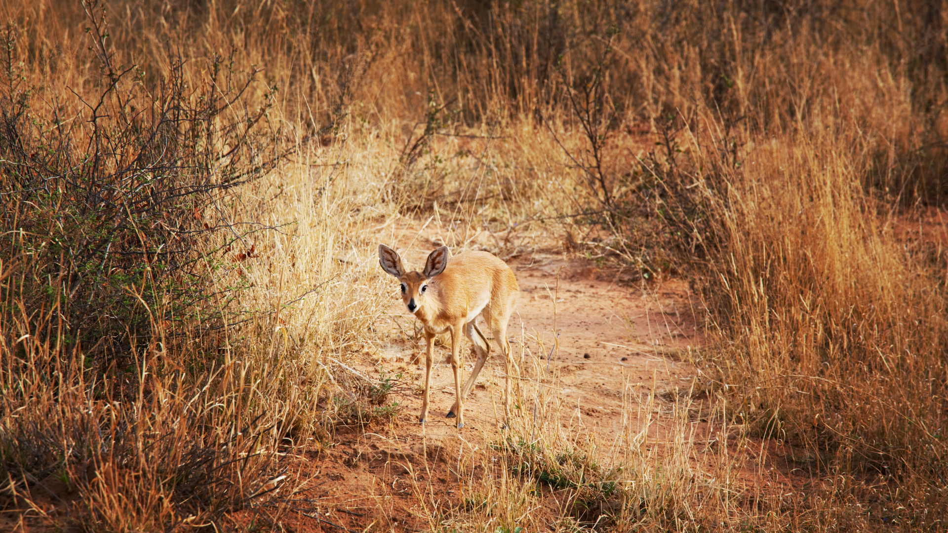 A person is holding a small blue parrot in their hands.