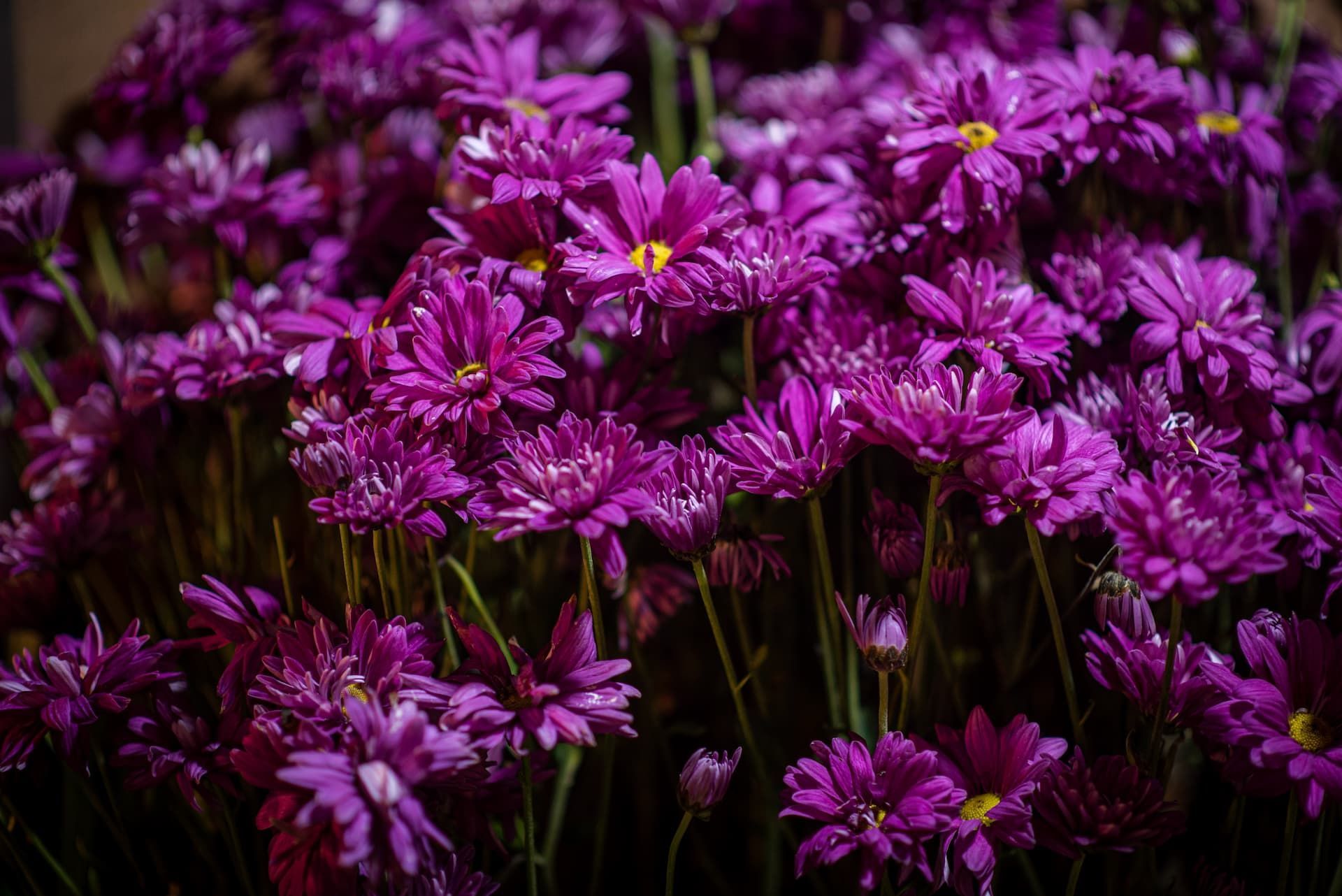 A dense cluster of vibrant purple daisy-like flowers with bright yellow centers, captured in a close-up, natural setting.